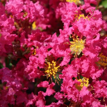 Lagerstroemia Bergerac - Mirto crespo