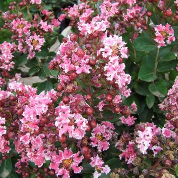 Lagerstroemia Berlingot Menthe - Mirto crespo