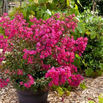 Lagerstroemia Cherry - Mirto crespo