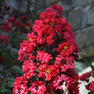 Lagerstroemia Dynamite - Mirto crespo