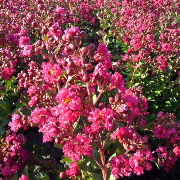 Lagerstroemia Fuchsia d'Eté Indyfus - Mirto crespo