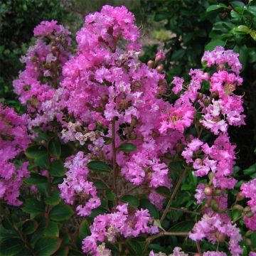 Lagerstroemia Jeanne Desmartis - Mirto crespo