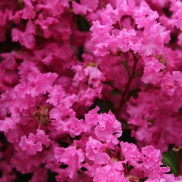 Lagerstroemia La Mousson - Mirto crespo