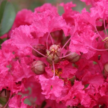 Lagerstroemia Mon Panache - Mirto crespo