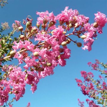 Lagerstroemia Monbazillac - Mirto crespo