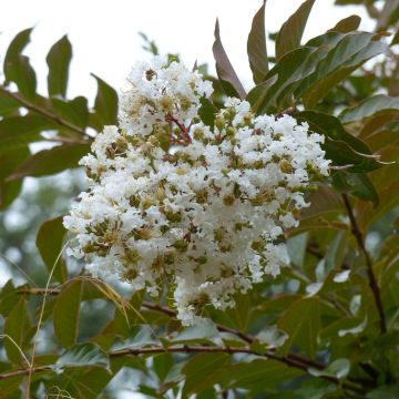 Lagerstroemia Nivea - Mirto crespo