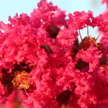 Lagerstroemia Périgord Pourpre - Mirto crespo