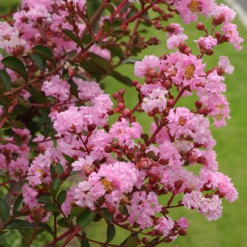 Lagerstroemia Pink Grand Sud - Mirto crespo