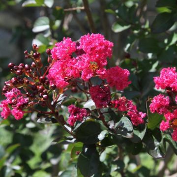 Lagerstroemia Pink Velours - Mirto crespo