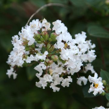 Lagerstroemia Pixie White - Mirto crespo