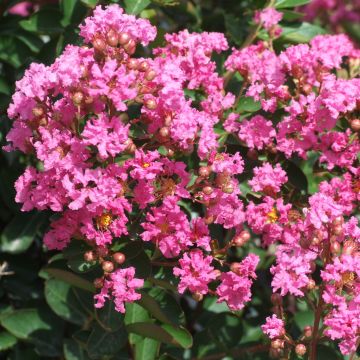 Lagerstroemia Rose Indien - Mirto crespo