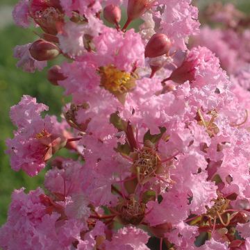 Lagerstroemia Rose Thé - Mirto crespo