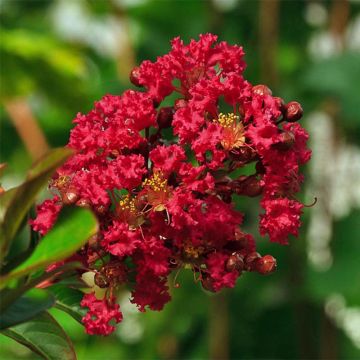 Lagerstroemia Rouge Nain - Mirto crespo