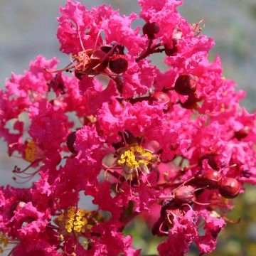 Lagerstroemia Saint Emilion - Mirto crespo