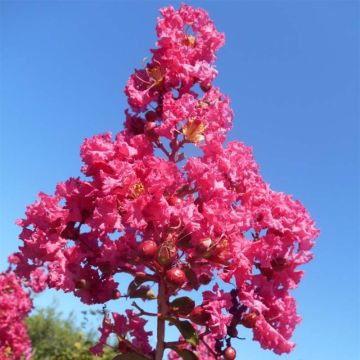 Lagerstroemia Souvenir d'André Desmartis - Mirto crespo