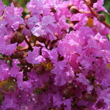 Lagerstroemia Souvenir d'Hubert Puard - Mirto crespo