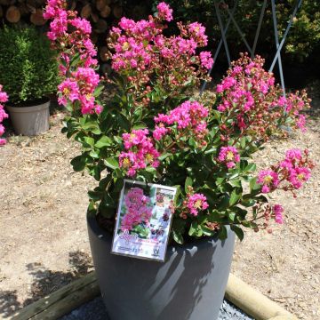 Lagerstroemia Terrasse Rose - Mirto crespo