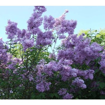 Lagerstroemia Violacea - Mirto crespo