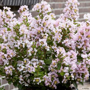 Lagerstroemia With Love Babe - Mirto crespo