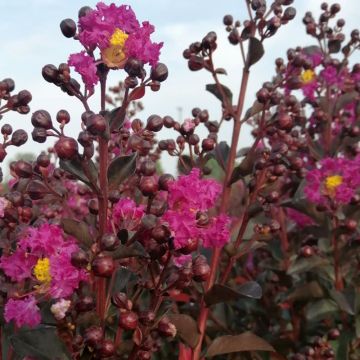 Lagerstroemia Rhapsody In Blue - Mirto crespo