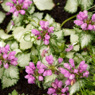 Lamium maculatum Beacon Silver