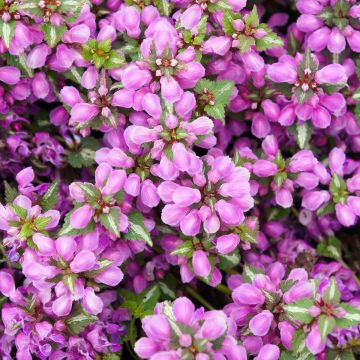 Lamium maculatum Pink Pewter