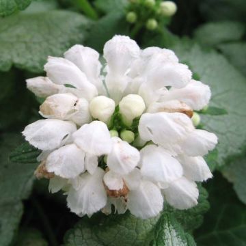 Lamium maculatum White Nancy