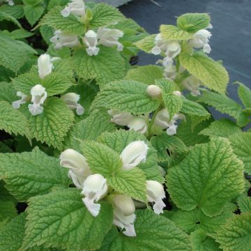 Lamium orvala Album