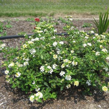 Lantana Chapel Sunny Side Up