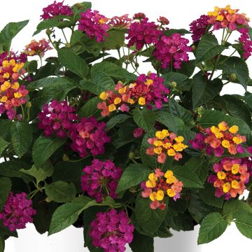 Lantana Gem Diva Pink