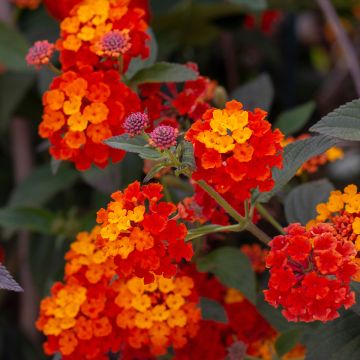 Lantana Shamrock Red