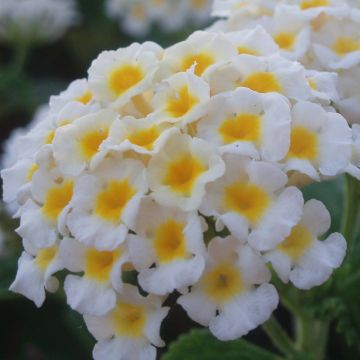 Lantana Evita White