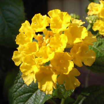 Lantana Evita Yellow