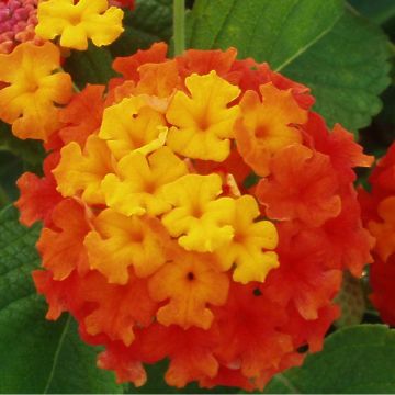 Lantana Evita Red imp.