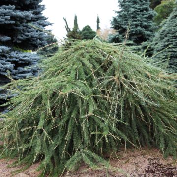 Larix decidua Varied Directions