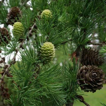 Larix kaempferi - Larice del Giappone