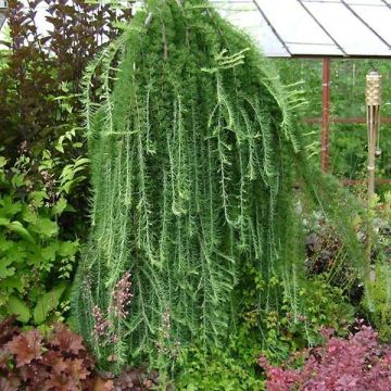 Larix kaempferi Stiff Weeping