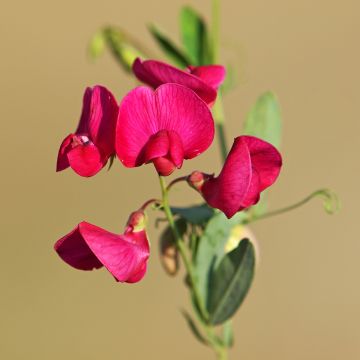 Lathyrus latifolius Red Pearl