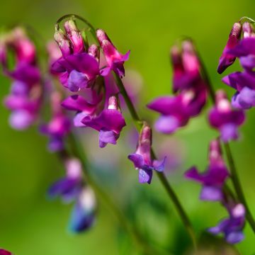 Lathyrus vernus - Cicerchia primaticcia