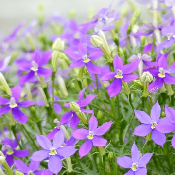 Isotoma axillaris Fizz'n'Pop Glowing Purple