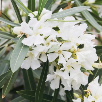 Nerium oleander White - Oleandro