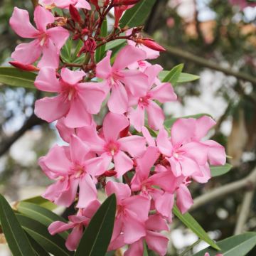 Nerium oleander - Oleandro