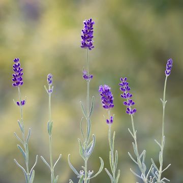 Lavandula angustifolia Hidcote (semi) - Lavanda vera