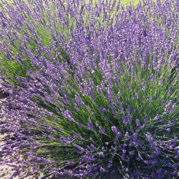 Lavandula intermedia Phenomenal 'Niko - Lavandino