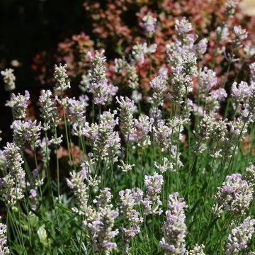 Lavandula intermedia Edelweiss - Lavandino