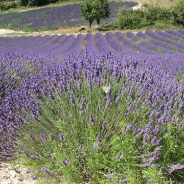 Lavandula officinalis - Lavanda