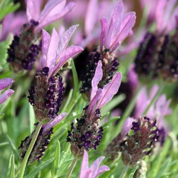 Lavandula stoechas Madrid Purple