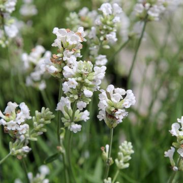 Lavandula angustifolia Alba - Lavanda vera