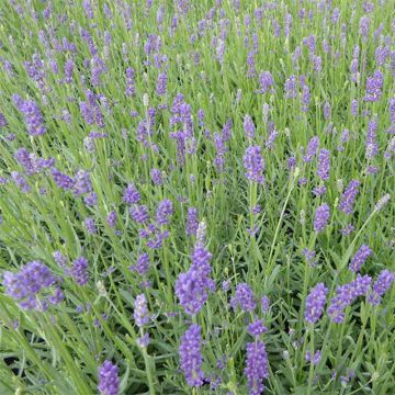 Lavandula angustifolia Essence Purple - Lavanda vera