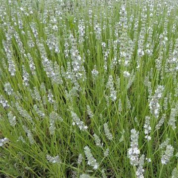 Lavandula angustifolia Silbermöwe - Lavanda vera